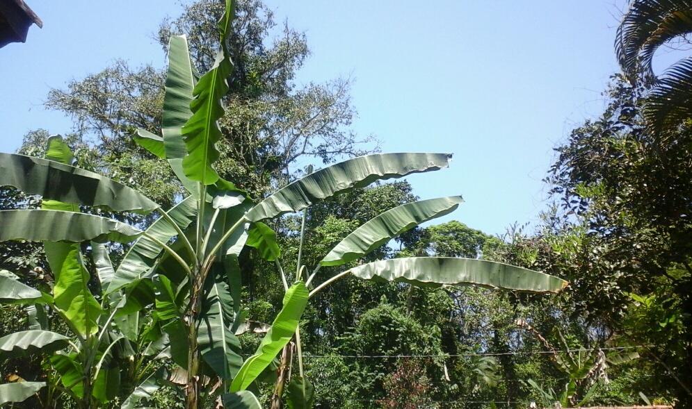 Chales Bangalos Itamambuca Ubatuba Exteriör bild